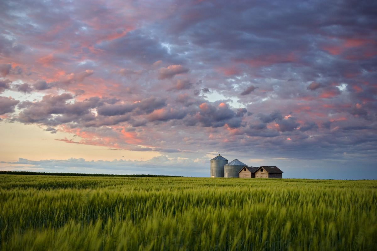 Grain bins and farm buildings beyond a green wheat field at sunset